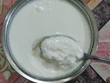 Bibit yoghurt basah