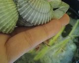 Foto langkah ke 3 dari resep Pindang Kerang.