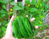 Foto langkah ke 1 dari resep Es Cincau Bodeng.