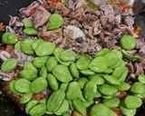 Foto langkah ke 4 dari resep Sambal Cumi Pete.