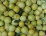 عکس مرحله 1 از دستور 🌳رب آلو طلایی 🌳