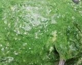Foto del paso 2 de la receta: Ñoquis de ricota y salsa bechamel de espinaca