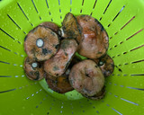 Foto del paso 6 de la receta: 625. Fricandó de ternera y setas (principal carne)