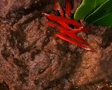 Foto langkah ke 6 dari resep Rendang Daging.