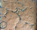 Foto del paso 13 de la receta: Brazo gitano de calabacín con Gambones y bocas de mar