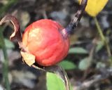 A picture of step 3 of California Farm Rose Hip Harvest.