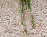 Foto del paso 6 de la receta: Budín Especiado con Frutas Glaseadas🎄✨️