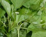 Foto langkah ke 1 dari resep Sayur Bayam wortel bening.