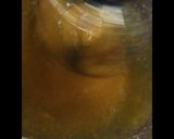 Foto del paso 2 de la receta: Tiramisú