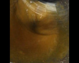 Foto del paso 2 de la receta: Tiramisú