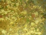मटर पनीर भुजिया(matar paneer bhujiya recipe in hindi)