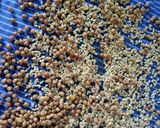 ચણા મેથીનું અથાણું (Chana Methi Athanu recipe in Gujarati) રેસીપી સ્ટેપ3ફોટો