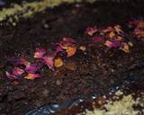 A  Persian thick crepe (Qheyganakh  khagineh) recipe step 18 photo