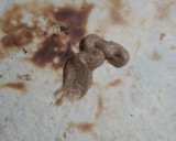 Foto del paso 14 de la receta: Tlayuda oaxaqueña