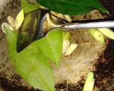Foto langkah ke 5 dari resep Nasi Bakar Ayam Pedas Kemangi.