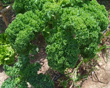 Foto del paso 1 de la receta: Chips de Kale