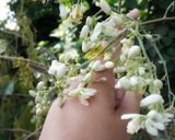 A picture of step 1 of Moringa flowers cutlets.