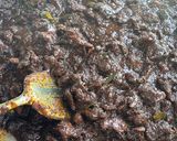 Gambar langkah 5 resipi Resepi Daging Dendeng Berapi.