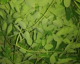A picture of step 1 of Northern Nigerian Moringa Salad.