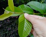 Foto langkah ke 1 dari resep Anyang Daun jo Bungo Kalikih.