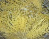 A picture of step 1 of My special stire fry spaghetti.