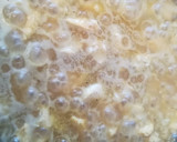 Foto del paso 3 de la receta: Arroz con Curry