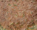 Foto del paso 4 de la receta: Tortilla de pencas o tallos de acelga 🥬 receta de aprovechamiento