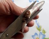 Foto del paso 3 de la receta Montaditos de sardinas con majado de cardamomo y algunas cositas