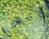 A picture of step 6 of Paneer Methi Chaman.