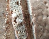 Foto del paso 5 de la receta: Biscottis de jengibre y almendras