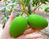 Hình bước làm 1 của món Xoài xanh mắm đường