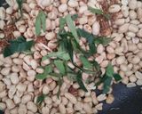 Foto langkah ke 3 dari resep Spicy Thai PEANUTS #KETOPAD #bikinramadanberkesan.
