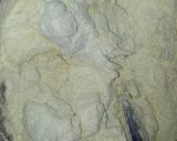 Foto del paso 1 de la receta Isler o pastas de té