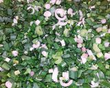 A picture of step 3 of Green Spring Onions And Green Garlic.