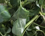 Hình bước làm 1 của món Rau muống xào tỏi