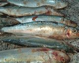 Une image de l'étape 2 de Sardines farcies à l'ail et l'oignon accompagné d'une salade tomate.
