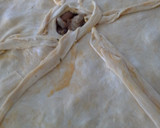 Foto del paso 7 de la receta: Empanada de solomillo adobado
