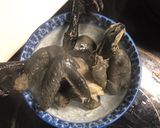 Hình bước làm 2 của món Soup gà ác hạt sen đậu hà lan