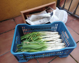 Foto del paso 1 de la receta: Calçots a la parrilla, fácil, fácil¡¡