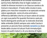 Foto del passaggio 9 della ricetta 198 • Fiori fritti di carota selvatica (dolci o salati)