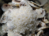 Ensalada rápida de Champiñón crudo con Parmesano