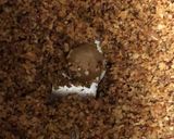 A picture of step 4 of Vangi Bath / Brinjal Rice.