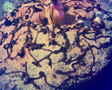 Foto del paso 26 de la receta: 💜torta de cumpleaños 🍫🍬 para festejar