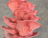 A picture of step 3 of Pink oyster mushroom pasta.