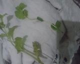 Foto langkah ke 1 dari resep Infuse water *stroberi+daun mint*.