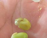 Foto langkah ke 2 dari resep Edamame Spread (Olesan Roti dr Edamame).