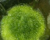 Foto langkah ke 2 dari resep Ice cream pandan.
