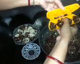 ड्राई फ्रूट मोदक रेसिपी चरण 3 फोटो