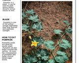 รูปขั้นตอนการทำที่ 5 ของ ฟักทองผัดไข่