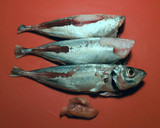 Foto del paso 23 de la receta: Cazuela de jureles al horno con alcachofas y berenjenas